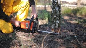 Trusted Moxee, WA  Tree Services Experts