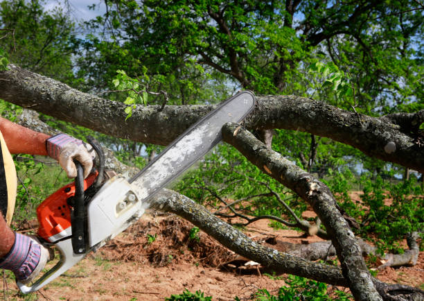 Tree and Shrub Care in Moxee, WA